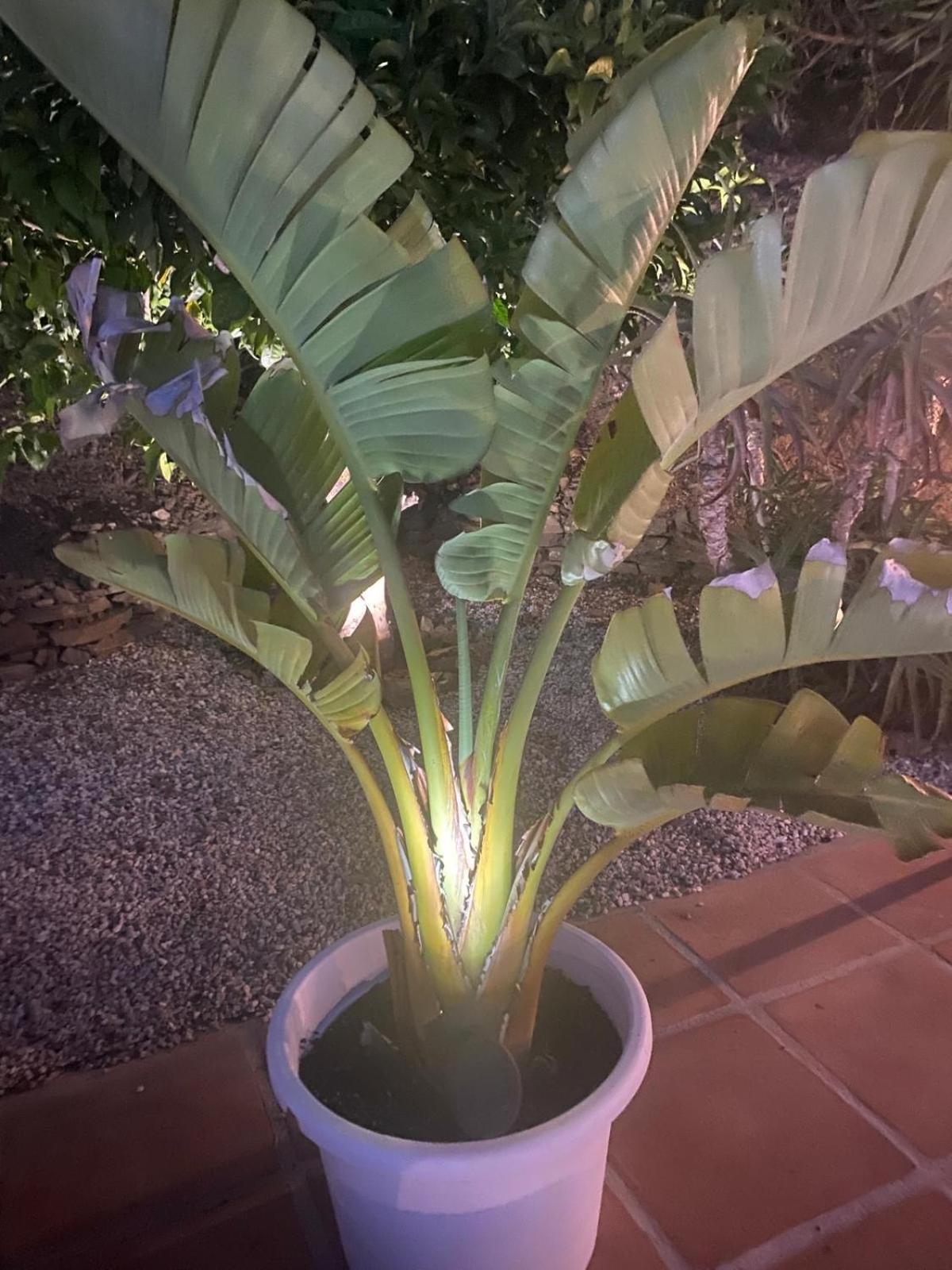 Finca Angelita ตอร์ร็อกซ์ ภายนอก รูปภาพ